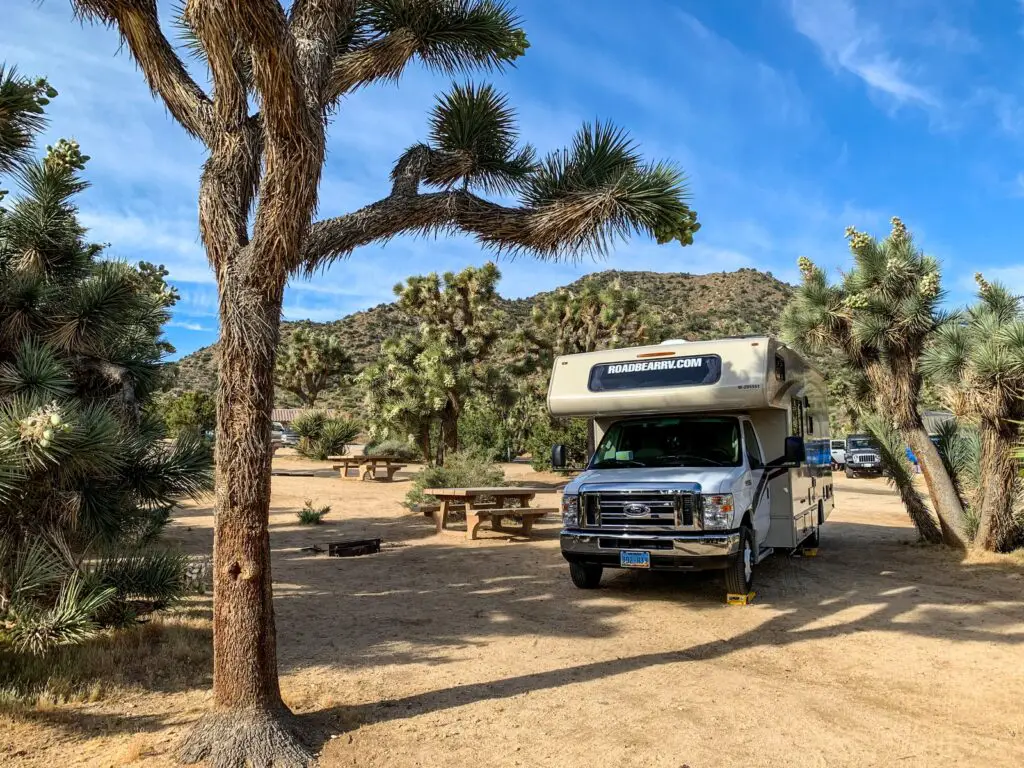 white and black van near green palm tree during daytime