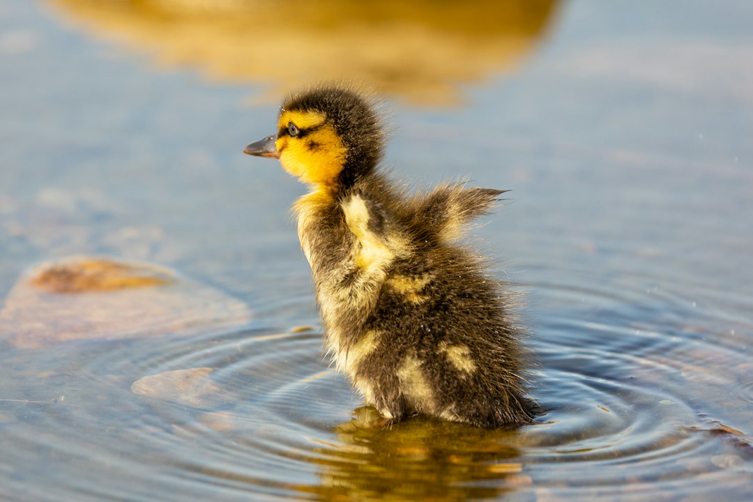a duckling is swimming in the water