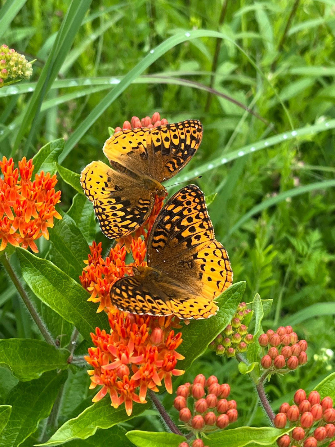 two butterflies sitting on top of a red flower