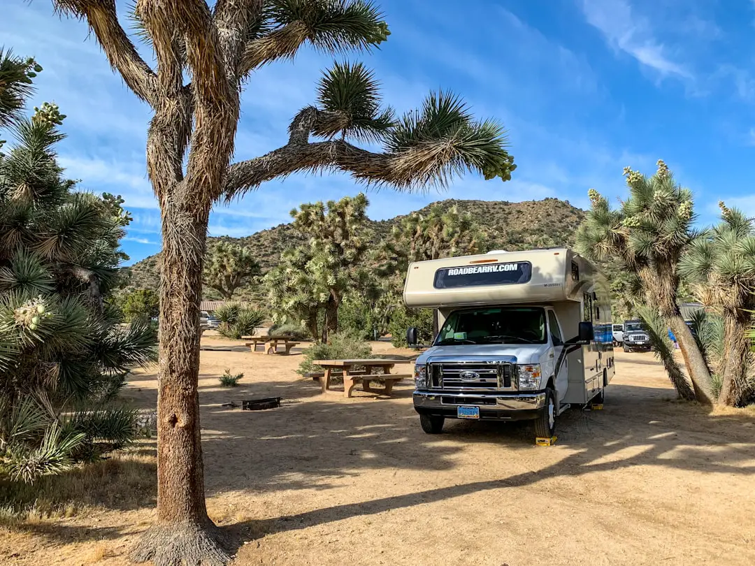 white and black van near green palm tree during daytime